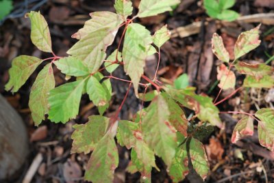 Acer cissifolium - javor žumenolistý - listy